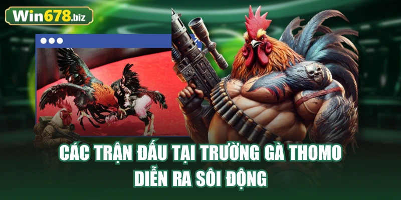 Các trận đấu tại trường gà Thomo diễn ra sôi động