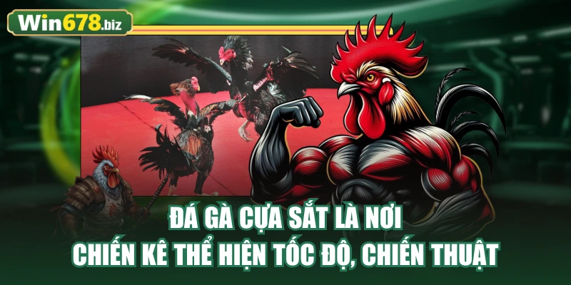 Đá gà cựa sắt là nơi chiến kê thể hiện tốc độ, chiến thuật