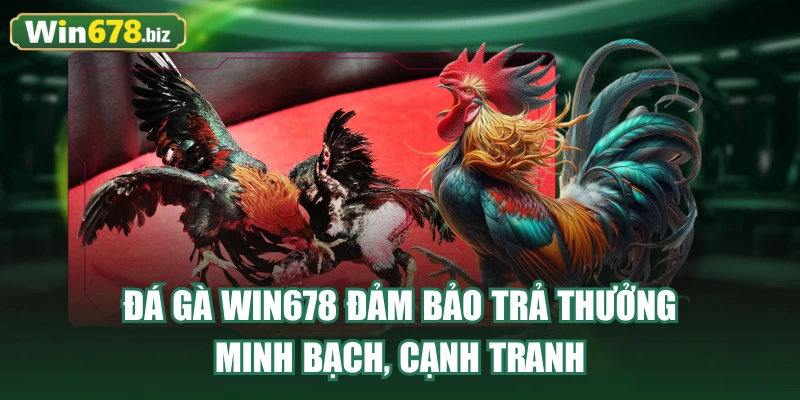 Đá gà WIN678 đảm bảo trả thưởng minh bạch, cạnh tranh