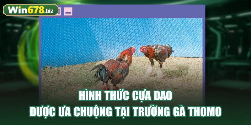 Hình thức cựa dao được ưa chuộng tại trường gà Thomo