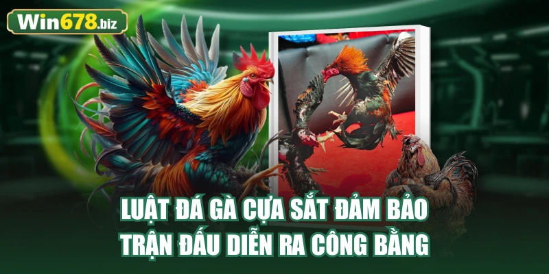 Luật đá gà cựa sắt đảm bảo trận đấu diễn ra công bằng