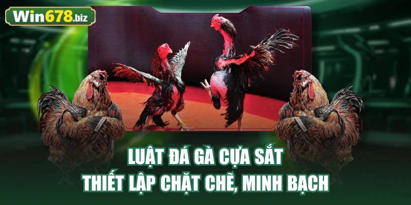 Luật đá gà cựa sắt thiết lập chặt chẽ, minh bạch