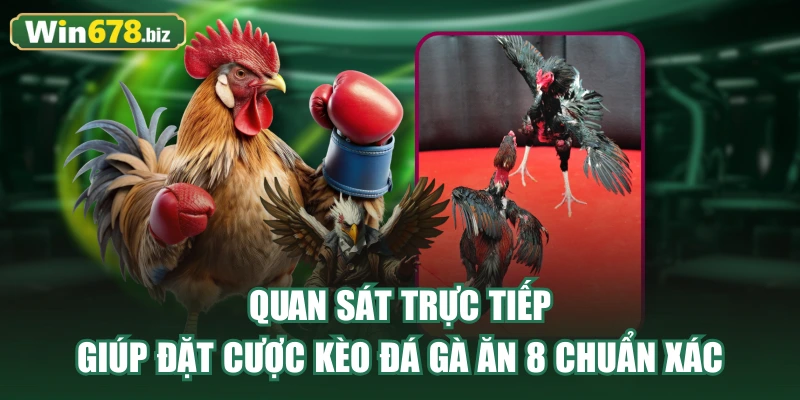 Quan sát trực tiếp giúp đặt cược kèo đá gà ăn 8 chuẩn xác