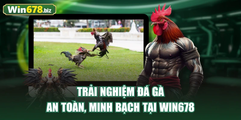 Trải nghiệm đá gà an toàn, minh bạch tại WIN678