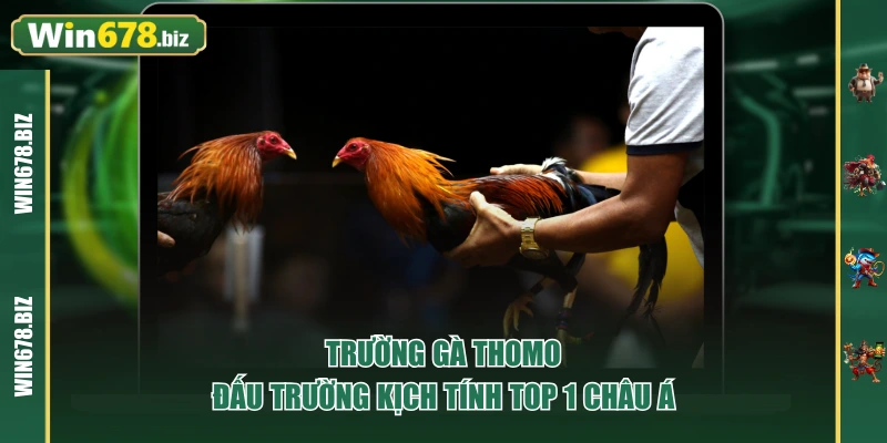Trường Gà Thomo - Đấu Trường Kịch Tính TOP 1 Châu Á