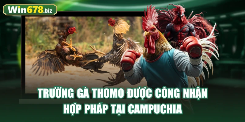 Trường gà Thomo được công nhận hợp pháp tại Campuchia